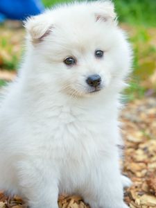 Preview wallpaper spitz, dog, cute, fluffy