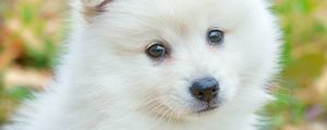 Preview wallpaper spitz, dog, cute, fluffy