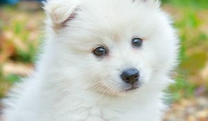 Preview wallpaper spitz, dog, cute, fluffy