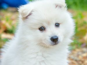 Preview wallpaper spitz, dog, cute, fluffy