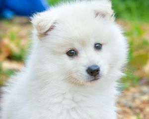 Preview wallpaper spitz, dog, cute, fluffy