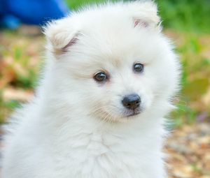 Preview wallpaper spitz, dog, cute, fluffy