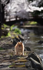 Preview wallpaper spitz, dog, pet, fluffy, animal, stones