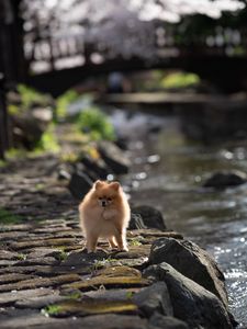 Preview wallpaper spitz, dog, pet, fluffy, animal, stones