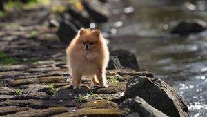 Preview wallpaper spitz, dog, pet, fluffy, animal, stones