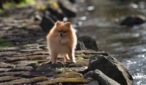 Preview wallpaper spitz, dog, pet, fluffy, animal, stones