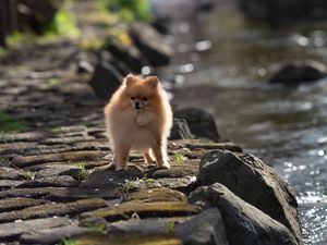 Preview wallpaper spitz, dog, pet, fluffy, animal, stones