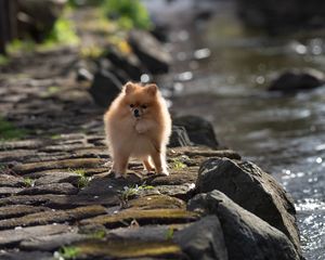 Preview wallpaper spitz, dog, pet, fluffy, animal, stones