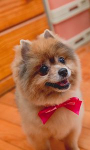 Preview wallpaper spitz, dog, protruding tongue, bow