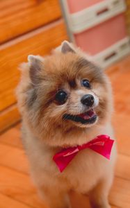 Preview wallpaper spitz, dog, protruding tongue, bow