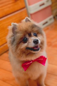 Preview wallpaper spitz, dog, protruding tongue, bow