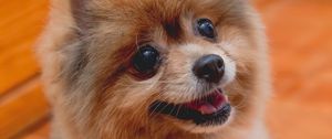 Preview wallpaper spitz, dog, protruding tongue, bow