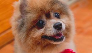 Preview wallpaper spitz, dog, protruding tongue, bow