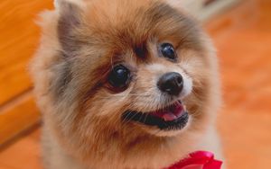 Preview wallpaper spitz, dog, protruding tongue, bow