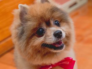 Preview wallpaper spitz, dog, protruding tongue, bow