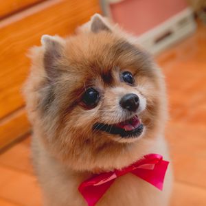 Preview wallpaper spitz, dog, protruding tongue, bow