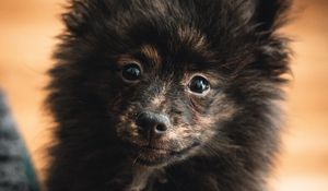 Preview wallpaper spitz, dog, puppy, fluffy, cute