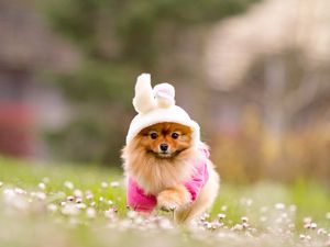 Preview wallpaper spitz, grass, flowers, suit