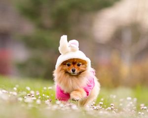 Preview wallpaper spitz, grass, flowers, suit