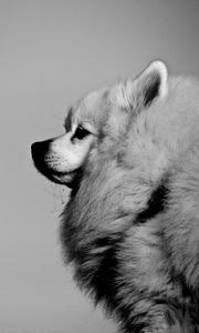Preview wallpaper spitz, pet, dog, fluffy, black and white