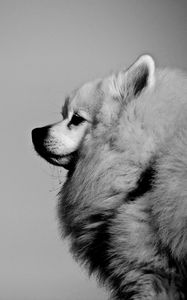 Preview wallpaper spitz, pet, dog, fluffy, black and white