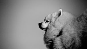 Preview wallpaper spitz, pet, dog, fluffy, black and white