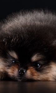 Preview wallpaper spitz, puppy, dog, furry, cute