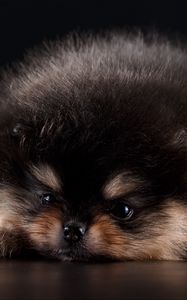 Preview wallpaper spitz, puppy, dog, furry, cute