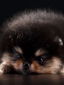 Preview wallpaper spitz, puppy, dog, furry, cute