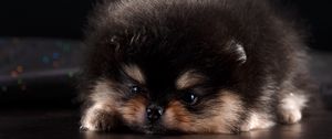 Preview wallpaper spitz, puppy, dog, furry, cute