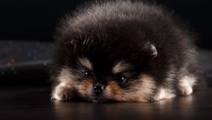 Preview wallpaper spitz, puppy, dog, furry, cute