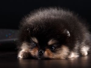 Preview wallpaper spitz, puppy, dog, furry, cute