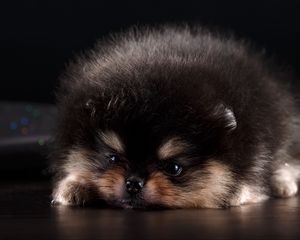 Preview wallpaper spitz, puppy, dog, furry, cute