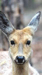 Preview wallpaper spotted deer, deer, muzzle