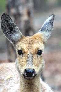 Preview wallpaper spotted deer, deer, muzzle