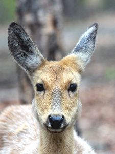 Preview wallpaper spotted deer, deer, muzzle