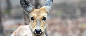 Preview wallpaper spotted deer, deer, muzzle