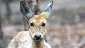 Preview wallpaper spotted deer, deer, muzzle