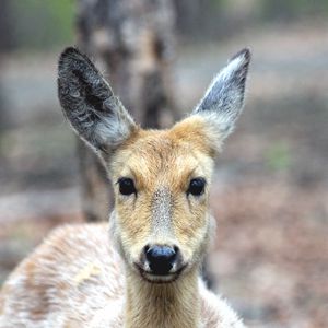 Preview wallpaper spotted deer, deer, muzzle