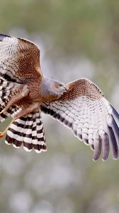 Preview wallpaper spotted harrier, bird, wildlife, wings