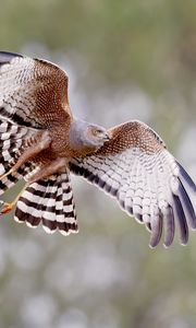 Preview wallpaper spotted harrier, bird, wildlife, wings