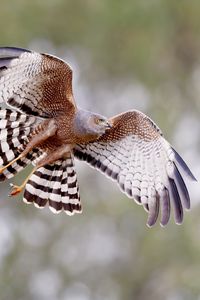 Preview wallpaper spotted harrier, bird, wildlife, wings