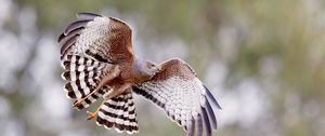 Preview wallpaper spotted harrier, bird, wildlife, wings