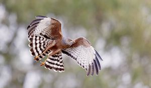 Preview wallpaper spotted harrier, bird, wildlife, wings