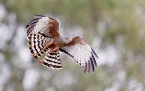 Preview wallpaper spotted harrier, bird, wildlife, wings