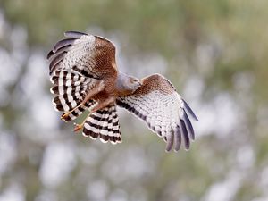 Preview wallpaper spotted harrier, bird, wildlife, wings