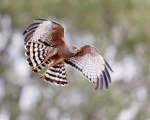 Preview wallpaper spotted harrier, bird, wildlife, wings