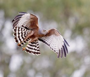 Preview wallpaper spotted harrier, bird, wildlife, wings