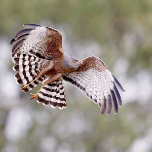 Preview wallpaper spotted harrier, bird, wildlife, wings