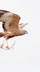 Preview wallpaper spotted harrier, eagle, bird, wildlife, white